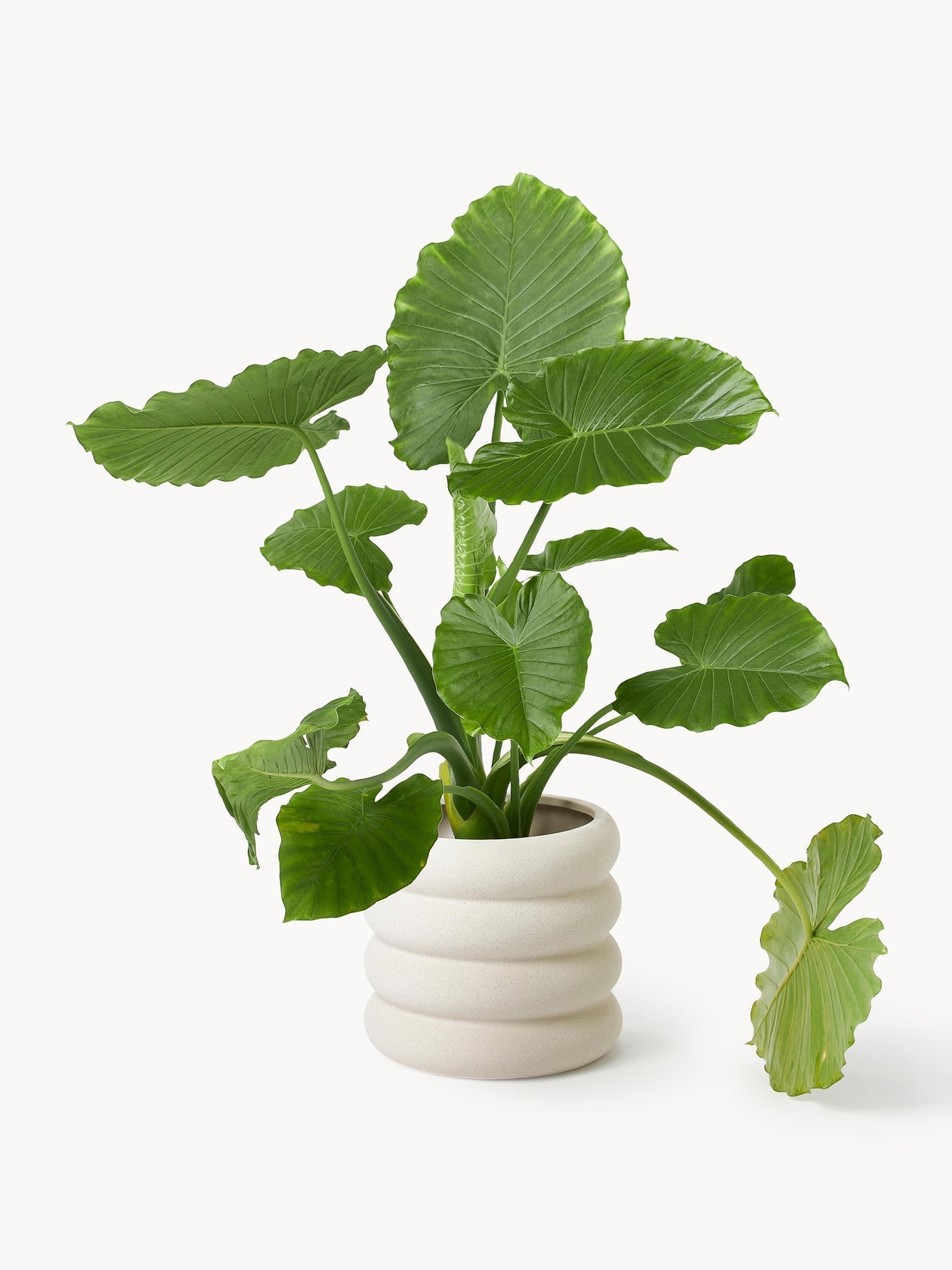 Moiville Rudi Stoneware Planter, 30 cm Height